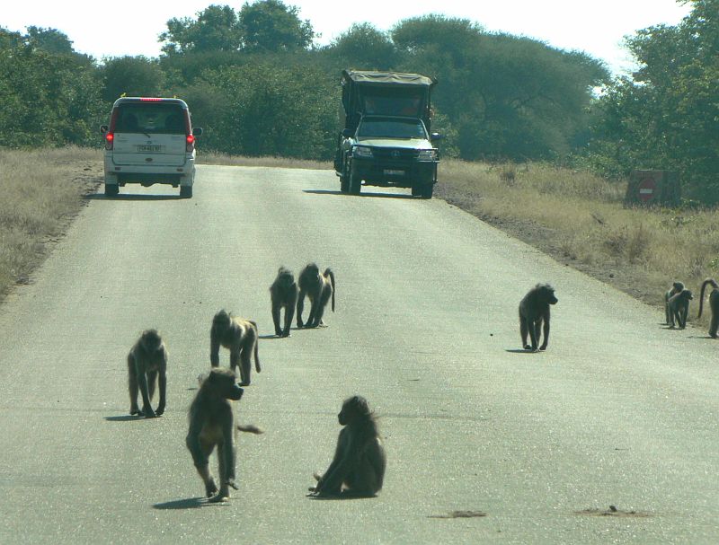 JAR 063_pav.JPG - Skupina paviánů zahradila cestu. Díky tomu, že nedostávají jídlo od lidí, nežebrají, na druhou stranu se jich ani příliš nebojí.